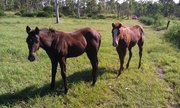 Registered Quater horse filly
