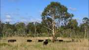  SALE*100 acre block fully fenced|5 min from Emu Park beaches & shops|