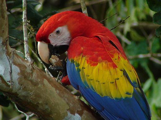 Macaw+parrots