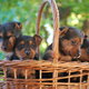 Australian Terriers puppies for adoption